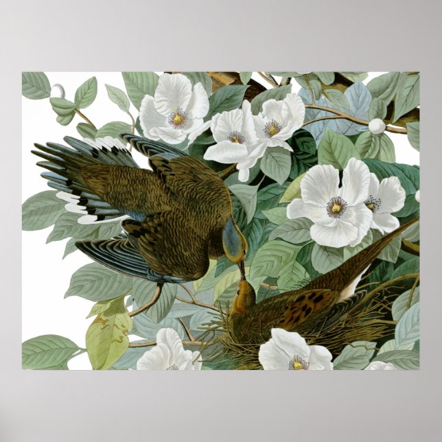 Affiche Tourterelle triste de Caroline Audubon (Devant)