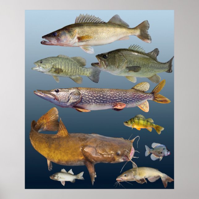 Affiche tous les poissons de gibier (Devant)