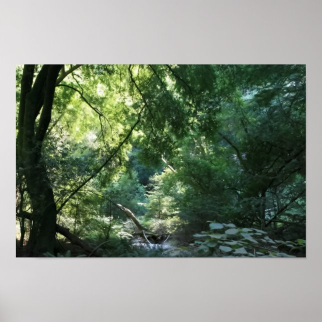 Affiche Tout est calme dans Shadow Den, Muir Woods (Devant)