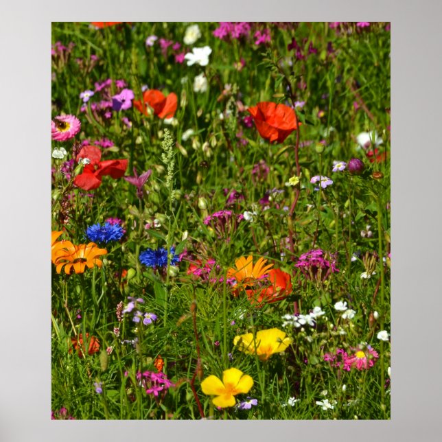 Affiche toutes sortes de belles fleurs (Devant)