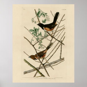 Affiche Towee Bunting (Eastern Towee) des oiseaux d'Audubo