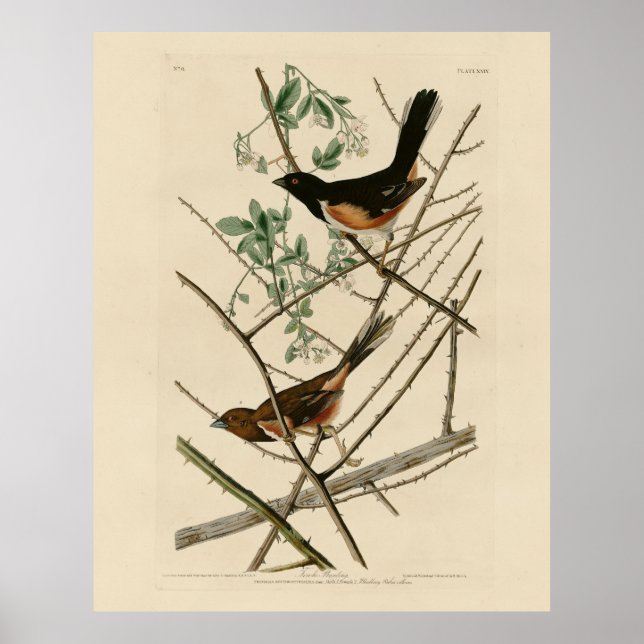Affiche Towee Bunting (Eastern Towee) des oiseaux d'Audubo (Devant)