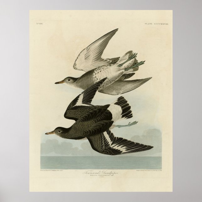 Affiche Townsend's Sandpiper - Audubon's Birds of America (Devant)