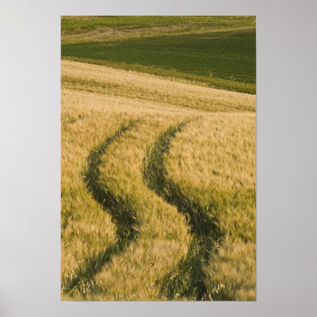 Affiche Traces de tracteurs à travers le blé, Toscane, Ita (Devant)