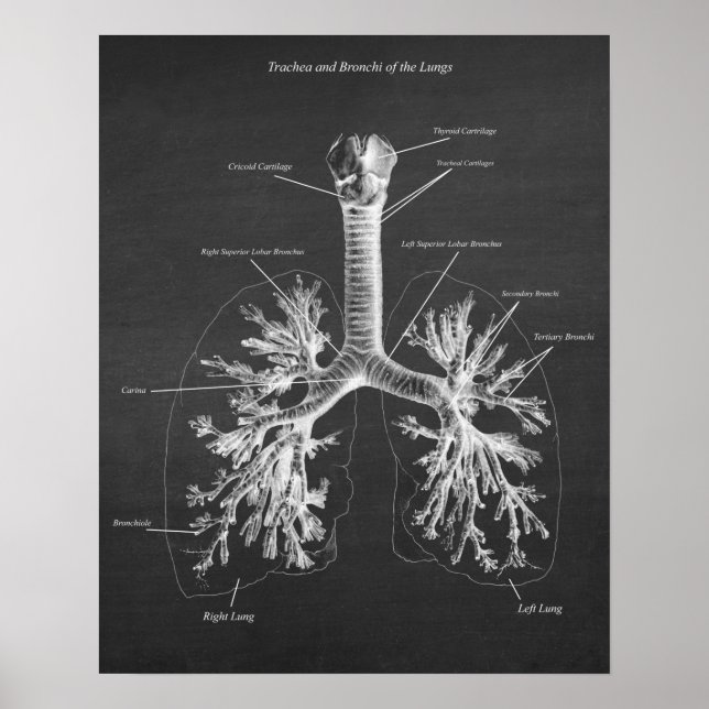 Affiche Trachea and Bronchi of Lungs Anatomy Art Decor (Devant)