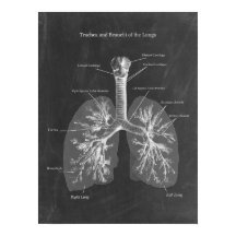 Trachée d'anatomie pulmonaire et Bronchi