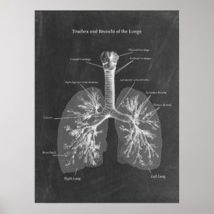 Affiche Trachée d'anatomie pulmonaire et Bronchi