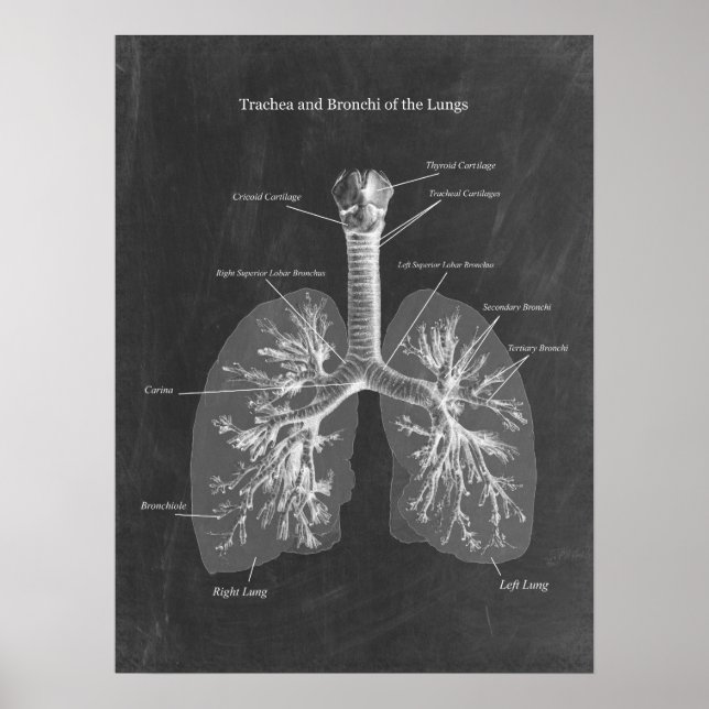Affiche Trachée d'anatomie pulmonaire et Bronchi (Devant)