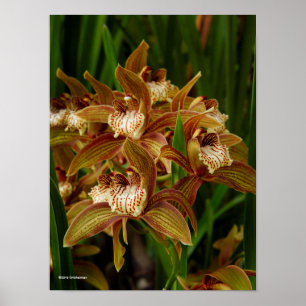 Affiche Tracyanum de Cymbidium