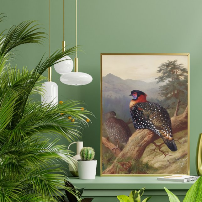 Affiche Tragopan occidental, Illustrations d'oiseaux (Créateur téléchargé)