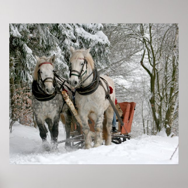 Affiche traîneau+ride, neige, forêt, cheval, hiver, blanc, (Devant)