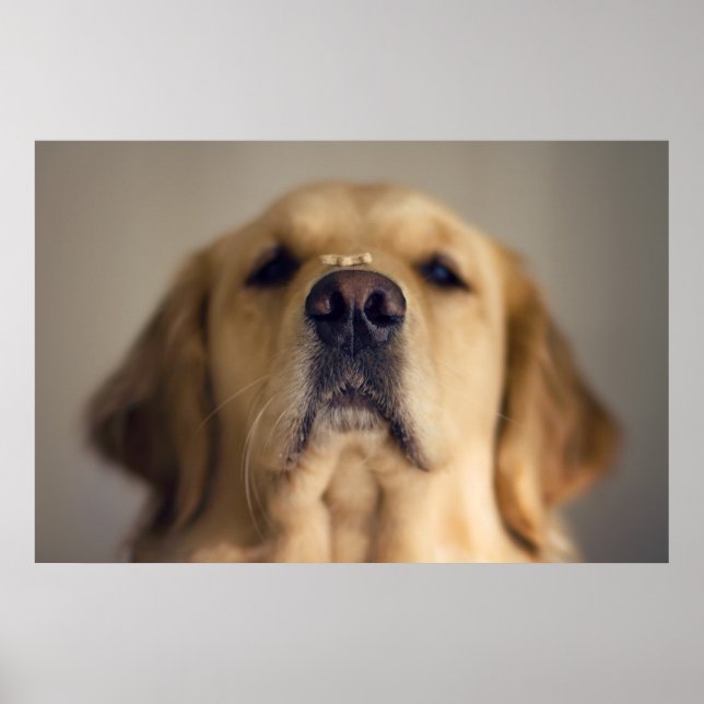 Affiche Traitement d'équilibre Golden Retriever sur le nez (Devant)