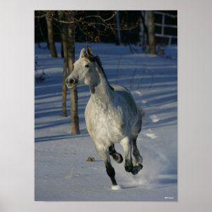 Affiche Trakehner gris pomme courant dans la neige