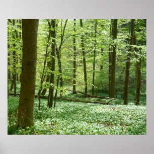 affiche tranquille de forêt
