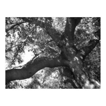 Affiche Tranquillité