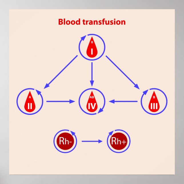 Affiche transfusion sanguine infographique (Devant)