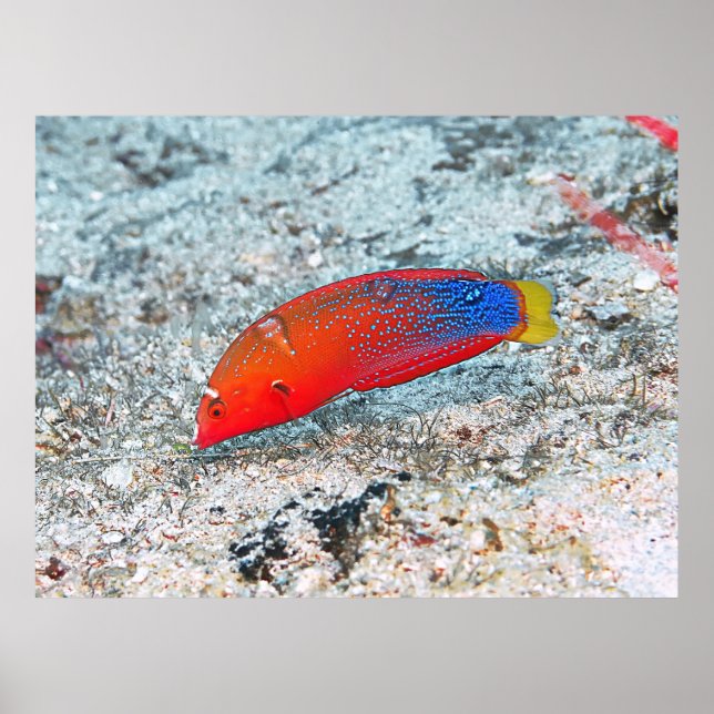 Affiche Transition moyenne (Devant)