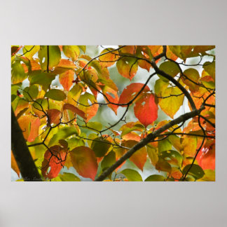 Affiche Transitions douces Feuilles d'automne