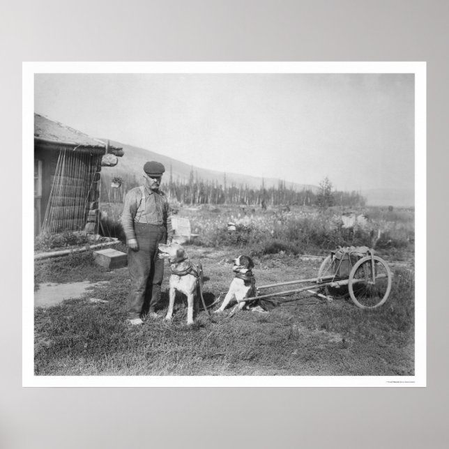 Affiche Transport de chiens de l'Alaska 1916 (Devant)