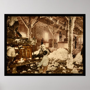 Affiche Travailleurs à l'intérieur de l'éperon de coton au