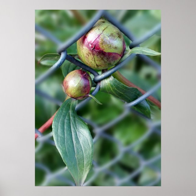 Affiche traverser la clôture (Devant)