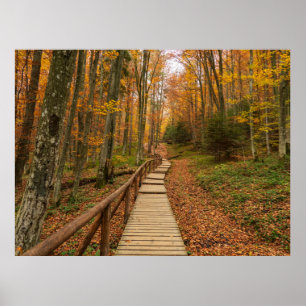 Affiche Traverser la forêt d'automne.