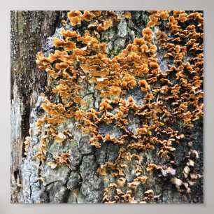 Affiche tree fungi