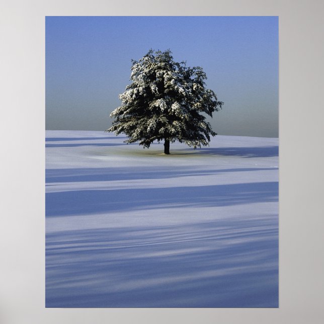Affiche Tree in snow covered landscape (Devant)