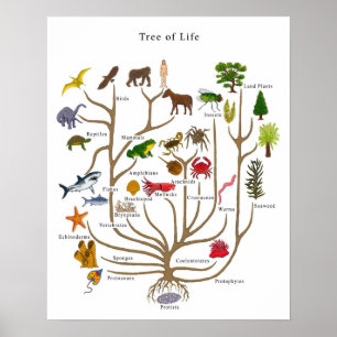 Affiche Tree of Life