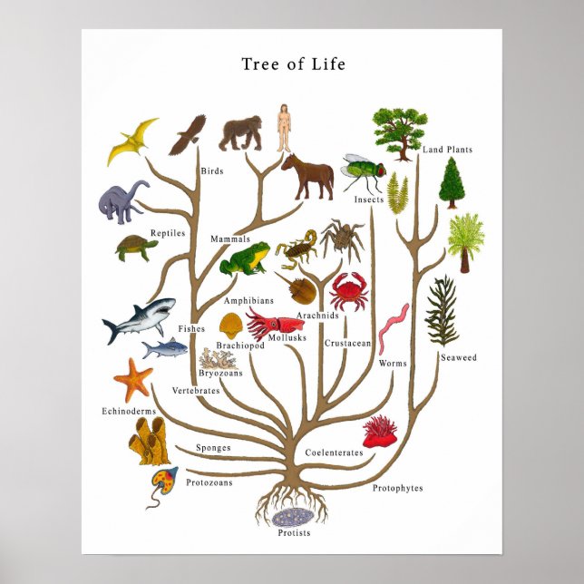 Affiche Tree of Life (Devant)