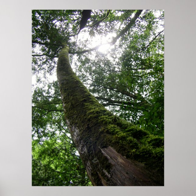 Affiche Tree Old Tree/Lalashan National Forest Sanctuary (Devant)