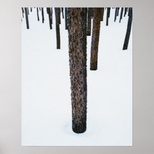 Affiche Tree Trunks in Snow