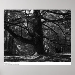 Affiche Tree, UC Père Noël Cruz, mars 1962