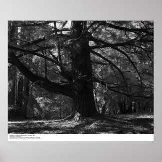 Affiche Tree, UC Père Noël Cruz, mars 1962