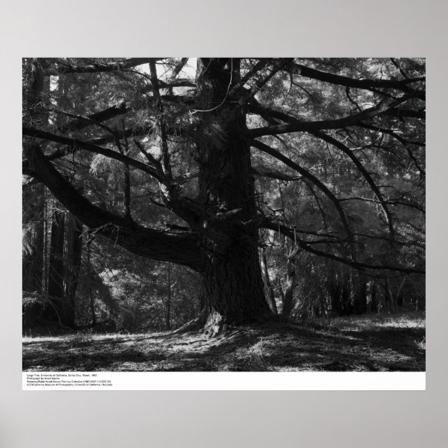 Affiche Tree, UC Père Noël Cruz, mars 1962 (Devant)