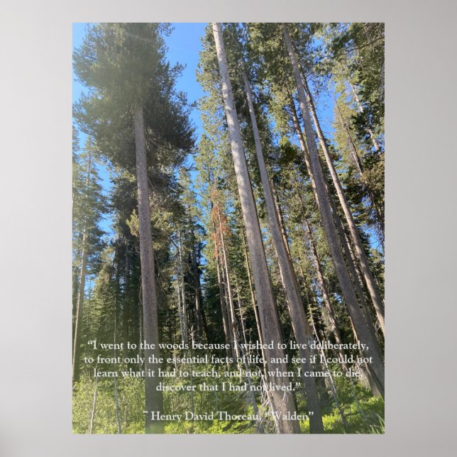 Affiche Trees Forest Woods Thoreau Inspiration (Devant)