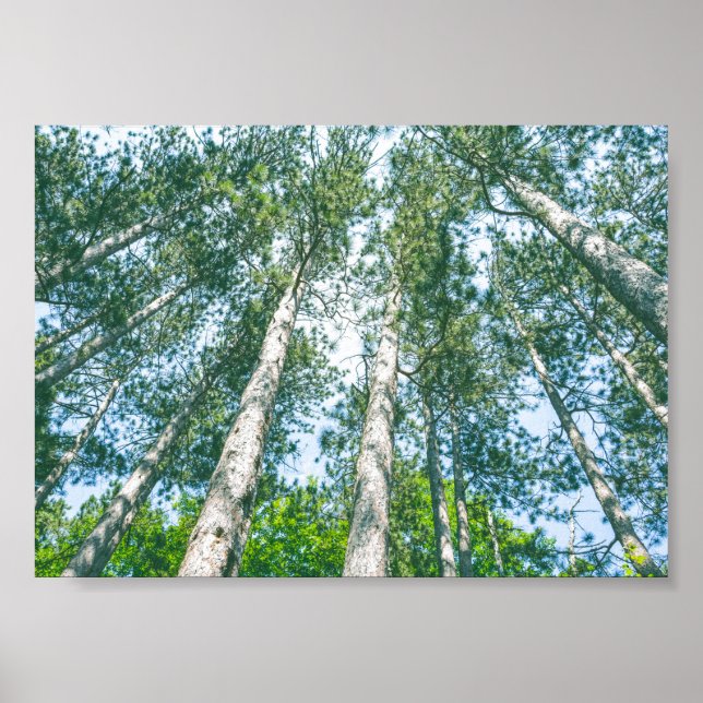 Affiche Treetops Nature Green Tree Canopée (Devant)