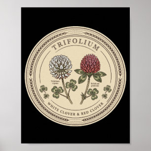 Affiche Trèfle blanc et trèfle rouge - Trifolium Bo vintag