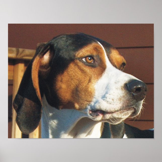 Affiche Treking Walker Coonhound (Devant)