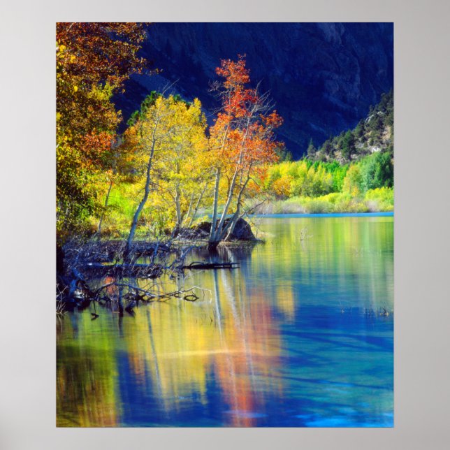 Affiche Tremble d'automne se reflétant dans le lac Grant (Devant)