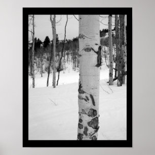 Affiche Tremble d'hiver du Colorado