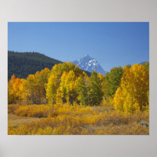 Affiche Trembles avec la chaîne de montagnes Teton
