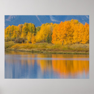 Affiche Trembles d'automne colorées