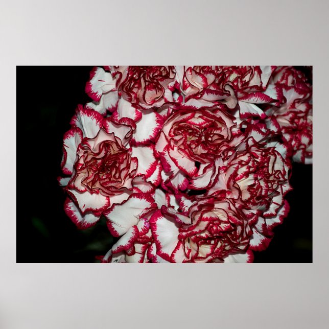 Affiche Très belle carnation colorée gros plan (Devant)