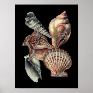 Affiche Trésors de la mer