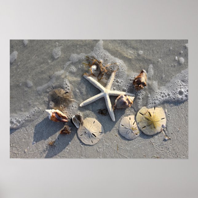 Affiche Trésors de la plage à marée basse (Devant)