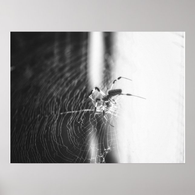 Affiche Tressage à l'araignée mignonne | Cadeau de Spider  (Devant)