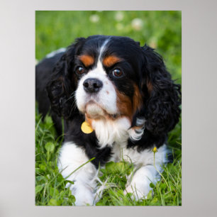 Affiche Tri Couleur Cavalier King Charles Spaniel Chien