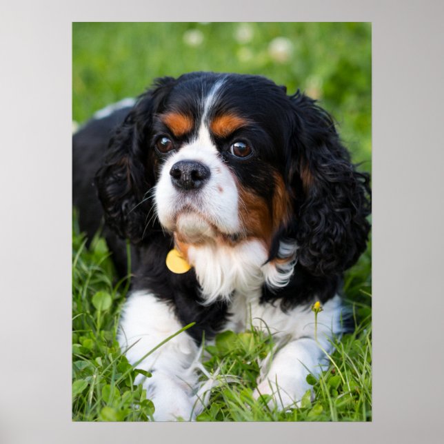 Affiche Tri Couleur Cavalier King Charles Spaniel Chien (Devant)