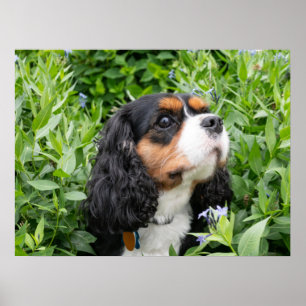 Affiche Tri Couleur Cavalier King Charles Spaniel Chien